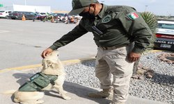 Coyotito, el perrito callejero que se sumó a la Guardia Civil Estatal