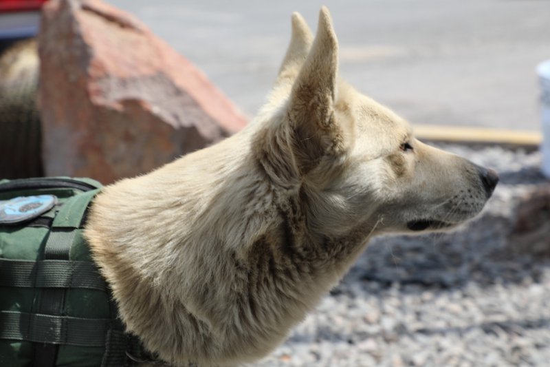 008 1 PERRITO CALLEJERO SE UNE A LA GUARDIA EXTERNA DE LA SSPC2.jpeg