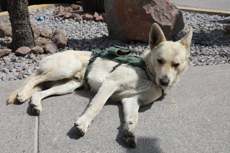 008 1 PERRITO CALLEJERO SE UNE A LA GUARDIA EXTERNA DE LA SSPC3 (1).jpeg