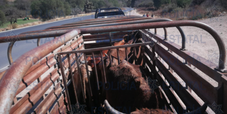 Transportaba becerros sin documentación, quedó detenido
