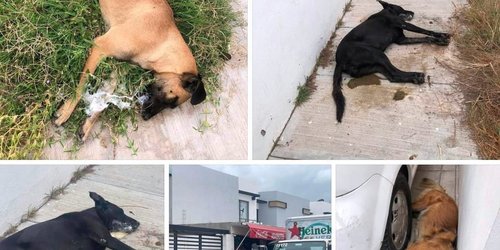 Investiga FGESLP muerte de cuatro canes