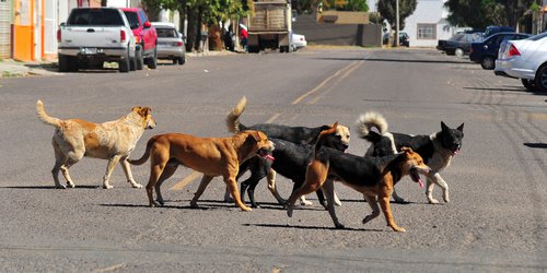 Esterilizaciones ayudan a prevenir casos de rabia humana, al reducir las poblaciones caninas y felinas