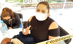 Hasta seis reportes diarios de perritos atropellados o abandonados reciben asociaciones