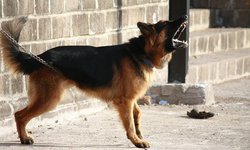 Proponen multar a dueños de perros que ladren en exceso en Monterrey
