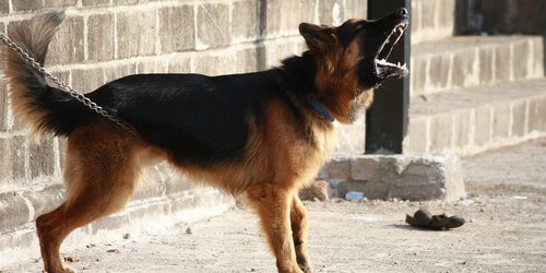 Proponen multar a dueños de perros que ladren en exceso en Monterrey
