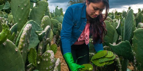 Desarrolla Conaza proyectos productivos integrales en beneficio de pobladores de zonas áridas y semiáridas