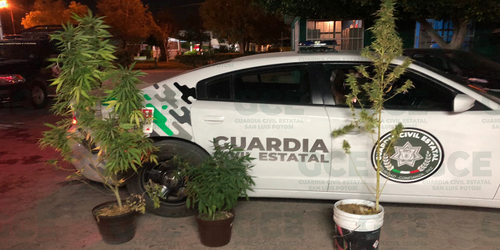 En distintos operativos, Guardia Civil Estatal decomisó cuatro plantas de marihuana