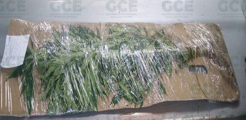 210822 Boletín 1868,GUARDIA CIVIL ESTATAL ASEGURA 58 DOSIS DE ENERVANTES Y 4 PLANTAS DE MARIHUANA_3.png