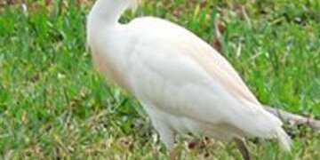 Rescatan garza garrapatera herida, a punto de ser devorada por animales