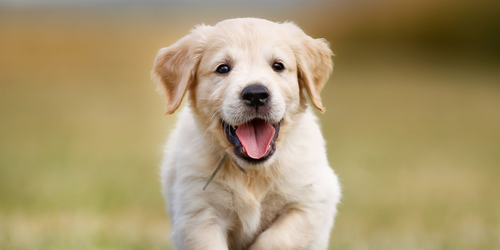 ¿Son más felices las personas que tienen perros que las que tienen gatos? Esto dice la ciencia