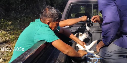 Aplican 177 vacunas antirrábicas a mascotas en comunidades de Lagunillas