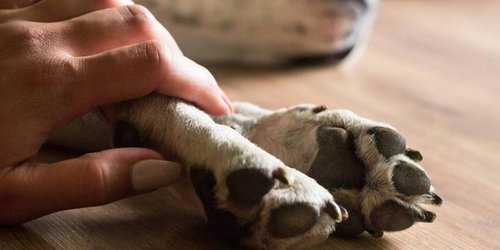 Investigan presunto envenenamiento de 12 perros en comunidad Pozuelos