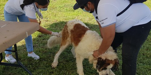 UASLP exhorta a reforzar la vacunación antirrábica en mascotas ante casos recientes en el país