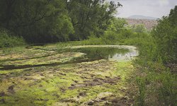 Fuerte sequía se presenta en Ciudad Fernández