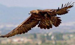 Hay cinco nidos de Águila Real en SLP