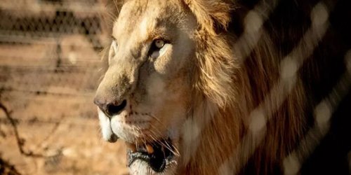 Nairobi: Joven de 14 años muere atacada por un león