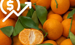 ¿Por qué aumentó el precio de la mandarina? Factores climáticos, producción y demanda.