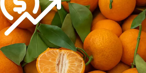 ¿Por qué aumentó el precio de la mandarina? Factores climáticos, producción y demanda.