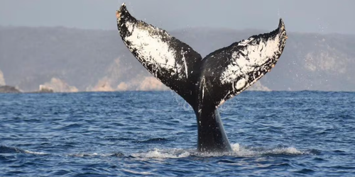 ¿Cuándo inicia la temporada de avistamiento de ballenas en Oaxaca?