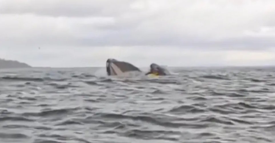 Ballena_MiRioverde.jpg