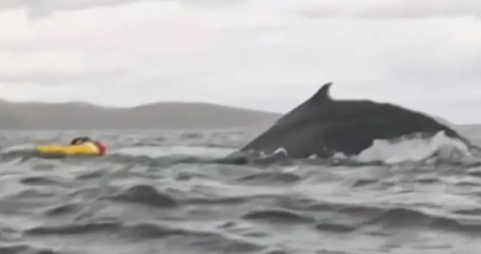 Ballena_Venezolano_MiRioverde.jpg