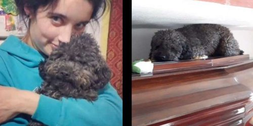 ¡No la olvida! Perrito Bruno visita a su dueña