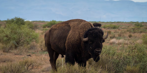 El regreso del bisonte a México en medio del narcotráfico y la violencia.