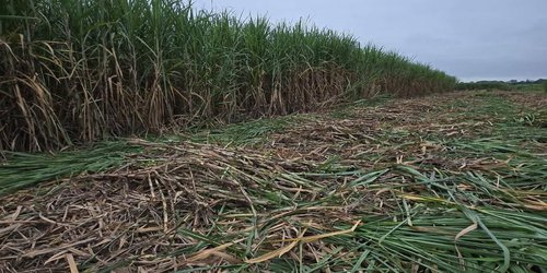 Producción para el Bienestar 2026 avanza en atención a cañeros de San Luis Potosí: Guillermo Andrés Rivera Vázquez, delegado de SADER.