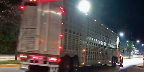 Negligencia oficial provoca crisis del gusano; ganaderos; piden controles en frontera sur