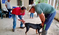 Más de 500 mil perros y gatos han sido vacunados contra la rabia; van por otros 100 mil