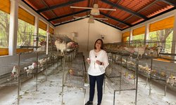 DIF estatal distribuirá dos mil paquetes para granjas avícolas