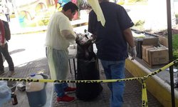 Se le muere perrita en jornada de esterilización altruísta, en Tamasopo