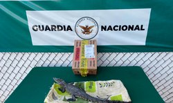 Decomisan un cocodrilo y una pitón bola en aeropuerto de SLP