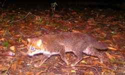 Gato salvaje que se pensaba extinto vuelve a ser visto en Tailandia.