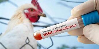 Muere niña de 3 años con influenza aviar AH5N1 en México