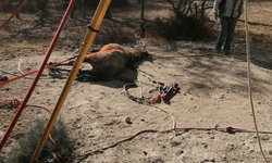 Bomberos rescatan una yegua que cayó a profundo pozo