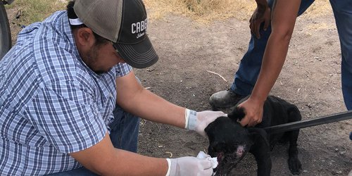 Salud Rioverde, atiende a perrito callejero con múltiples heridas infectadas