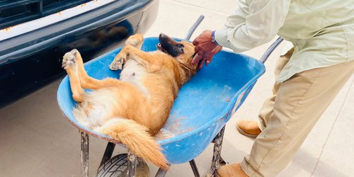 Realizan 39 cirugías de esterilización canina y felina en San José del Tapanco