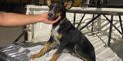 Rescata y se resguarda a perrito maltratado por sujeto ebrio