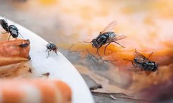 Emiten medidas sanitarias por plaga de moscas