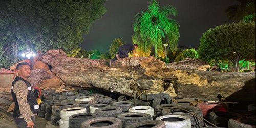 Derriban la ceiba seca de la plaza principal. Era un peligro para la gente