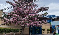 Generan 600 árboles de palo de rosa y fresno para donar, en el vivero municipal