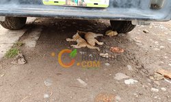 Envenenamiento de perros, gatos y gallinas en Colonia Moctezuma