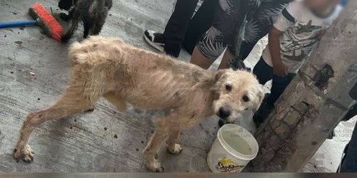 Maltrato animal de siete perritos en Colonia de la capital potosina