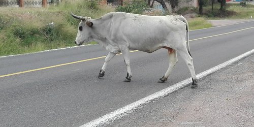 Buscan crear corral para encerrar ganado suelto en carreteras