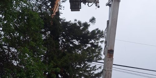 Rayo impactó un árbol durante tromba en El Refugio