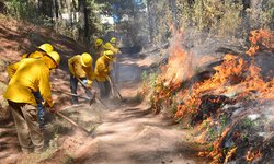 Van 73 incendios forestales en SLP