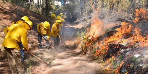 Van 73 incendios forestales en SLP