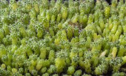 Gobierno y la UASLP plantarán un millón de cactáceas