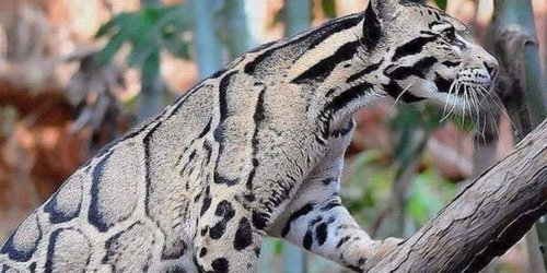 Esto si es de celebrar: reaparece leopardo nublado después de 30 años